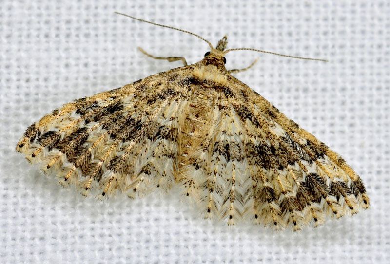 Pterotopteryx  dodecadactyla  (Alucitidae)